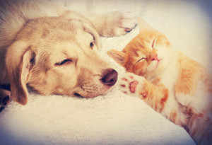 50880325 - kitten and puppy sleeping